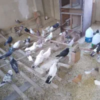 کفتر تک فروشی و جفت کن|لوازم جانبی حیوانات|تهران, شهرک رضویه|دیوار