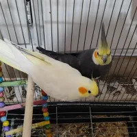 فروش یک جفت عروس هلندی مولد