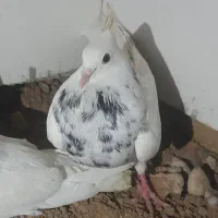 کبوتر طوقی الماسی
