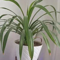 گل پاندانوس طبیعی