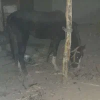 اسب اسیل کورد سیلمی|اسب و تجهیزات اسبسواری|سراوان, |دیوار