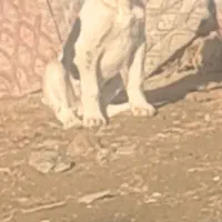 توله سرابی اصل دو ماهه