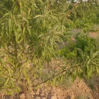 باغ انگور در روستای نوده چلگز