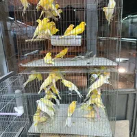 بار جدید قناری های مست مست رسید