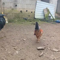 فروش مرغ و خروس|حیوانات مزرعه|گوراب زرمیخ, |دیوار