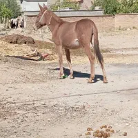 فروش قاطر زرد|حیوانات مزرعه|لاران, |دیوار