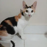 واگذاری رایگان گربه