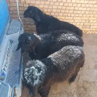 فروش سه عدد بره ته کم سن و سال تخمی