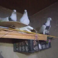 کبوتر|پرنده|کرمانشاه, |دیوار