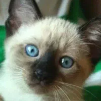 گربه سیامی|گربه|تهران, عباسی|دیوار