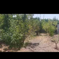 باغ-دنج-بکه