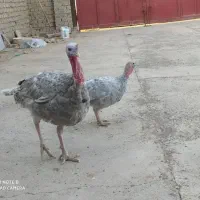 فروش یک جفت بوقلمون نژاد اسلیت