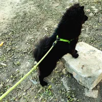 جفت گیری سگ