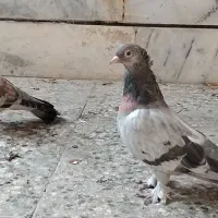 جفت کبوتر سبز تاکلا