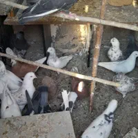 کبوار تهران پرشی|پرنده|خرمدره, |دیوار