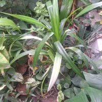 گل های آپارتمانی قیمت مناسب