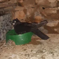 صرب|پرنده|اهواز, نیوساید|دیوار