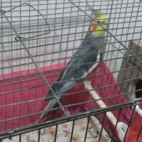 عروس هلندی نر بالغ