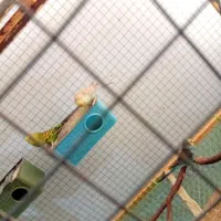 مرغ عشق|پرنده|قشم, |دیوار