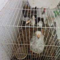 مرغابی و مرغ|حیوانات مزرعه|مشهد, قائم|دیوار