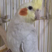 عروس هلندی رام و دستی سخنگو