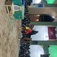 اسب عرب|اسب و تجهیزات اسبسواری|عقدا, |دیوار