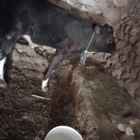 گوساله|حیوانات مزرعه|بروجرد, |دیوار