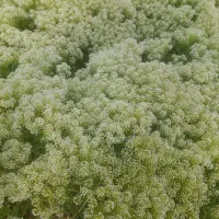 تراشیدن علف های هرز با دستگاه علف زن