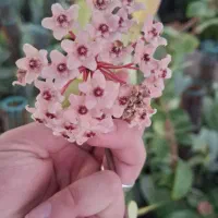 متخصص گل گیاه آپارتمانی زینتی