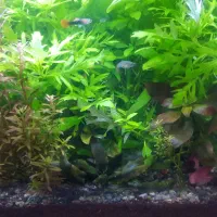 اکواریوم گیاه طبیعی|ماهی|مشهد, نیزه|دیوار
