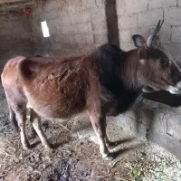 گاو۷ماه شکم|حیوانات مزرعه|صومعه‌سرا, |دیوار