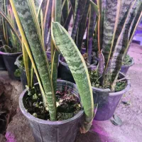 سانسوریا ابلق|گل و گیاه طبیعی|اصفهان, قهجاورستان|دیوار