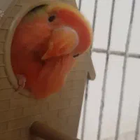 فروش طوطی برزیلی صورت هلویی