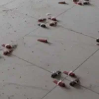 پیمانکاری صفرتاصدویلا فقط فقط با۸درصد|خدمات پیشه و مهارت|صومعهسرا, |دیوار