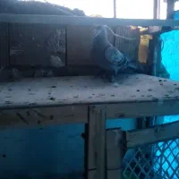 کبوتر مسافتی.  عالی|پرنده|محمدشهر, محمدشهر|دیوار