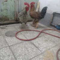 ۲عدد خروس چاق|حیوانات مزرعه|قم, نیروگاه|دیوار