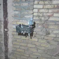 ساده زرد پز خال کله الماسی دم سفید|پرنده|تربتحیدریه, حاجی یار|دیوار