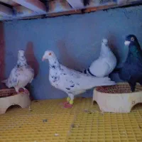 ۴اکبوتر صید پرشی به شرط|پرنده|بجنورد, |دیوار