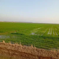 زمین-5هکتار-برایه-فروش-بدونه-صند