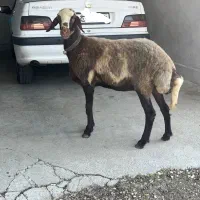 شش عدد گوسفند داشتی جنسدار
