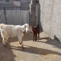 بزو بزغاله|حیوانات مزرعه|شیروان (خراسان), |دیوار