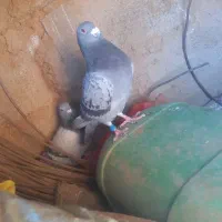 کبوتر‌پلاکی‌