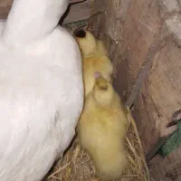 جوجه اردک اسرائیلی|حیوانات مزرعه|سنگر, |دیوار