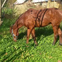 حیوانات مزرعه