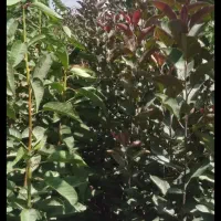 فروش نهال پاییزه تحویل سر خزانه گناباد|گل و گیاه طبیعی|گناباد, |دیوار