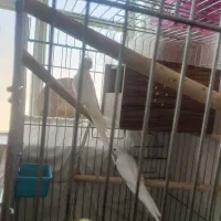 جفت عروس آلبینو استثنایی