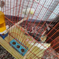 عروس هلندی