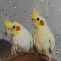 پرنده هلندی