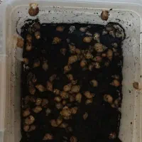 حدود ۱۰۰،الا۲۰۰ عدد حلزون همراه باکس ومکمل