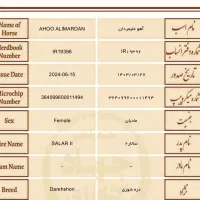 اسب|اسب و تجهیزات اسبسواری|شهرکرد, |دیوار